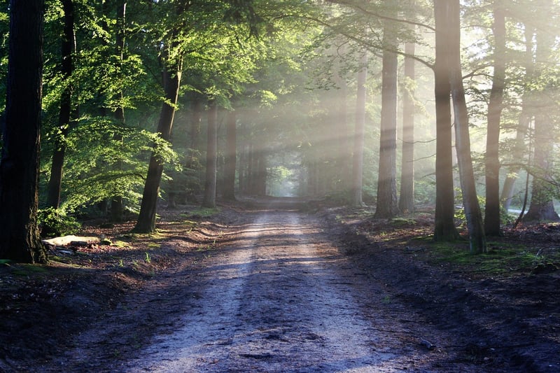 Forest Safety