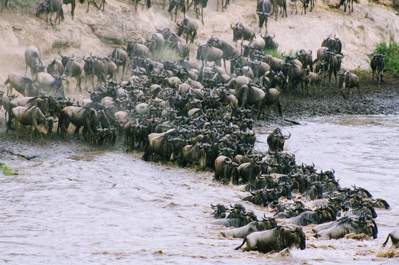 Safari in the Serengeti, Tanzania